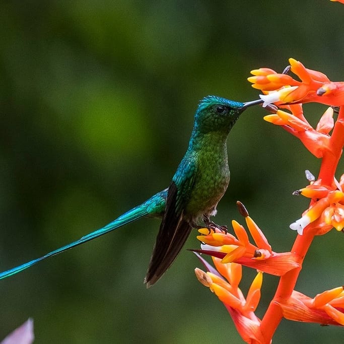 cali finca alejandria