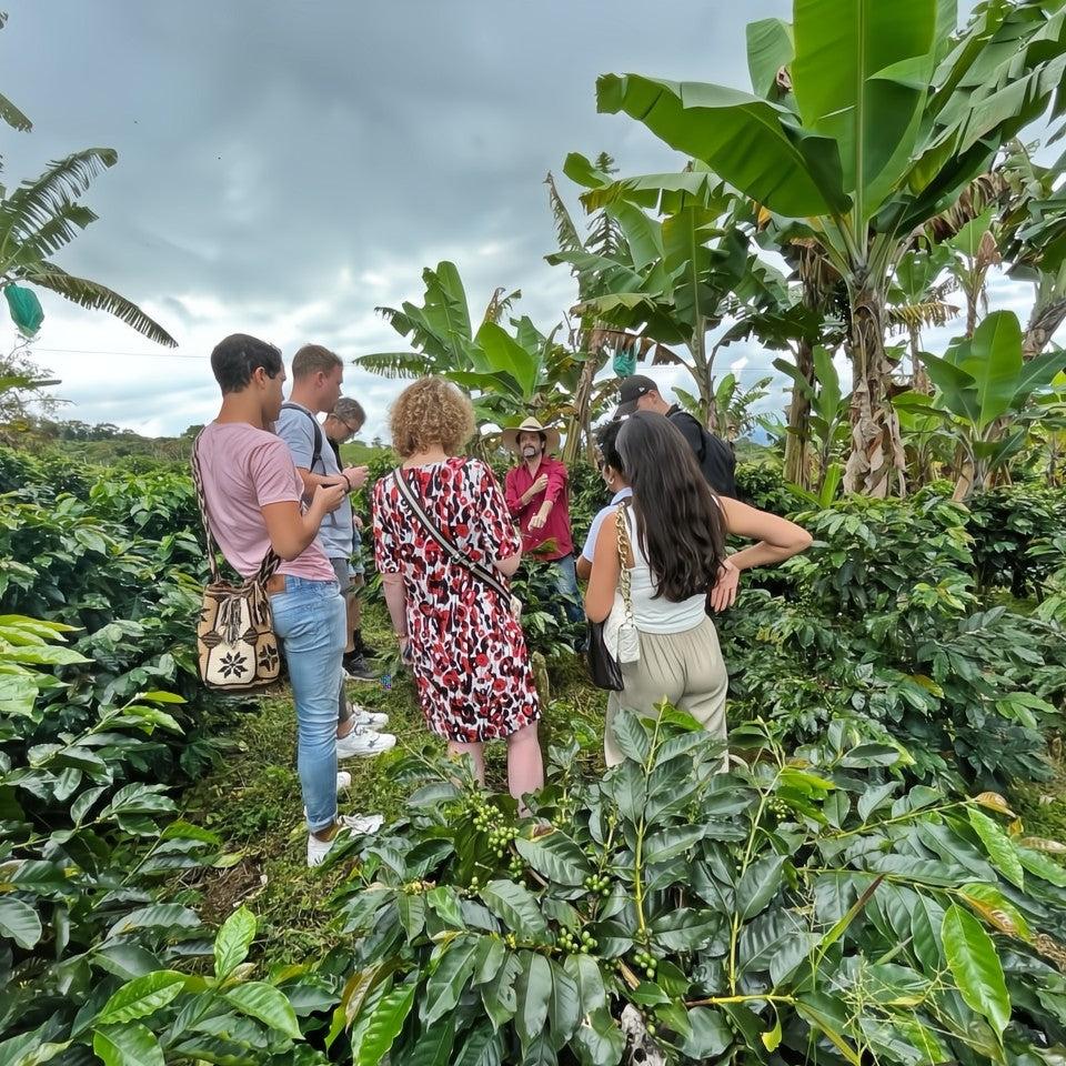 valle del cauca ruta del cafe