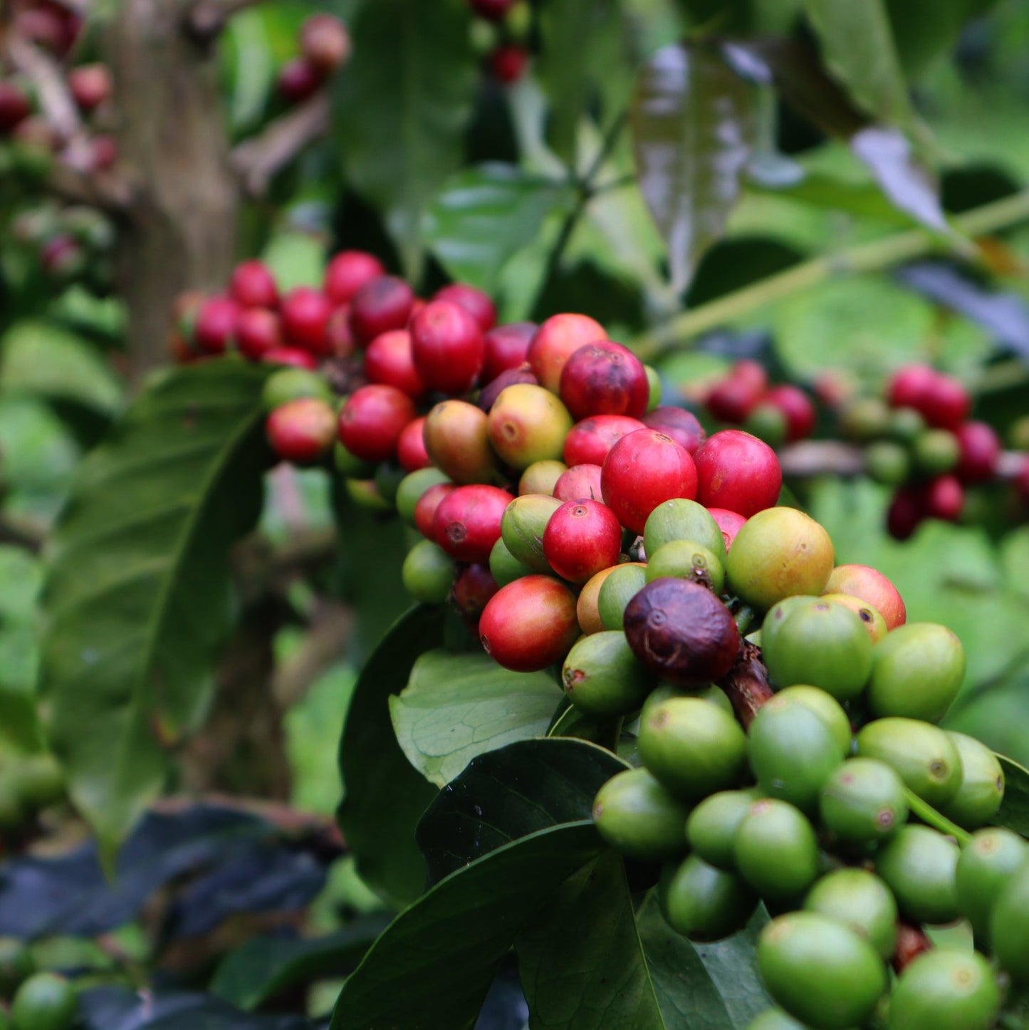 valle del cauca ruta del cafe