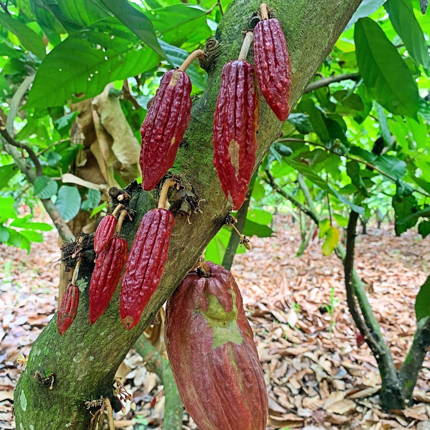 valle del cauca ruta del cacao