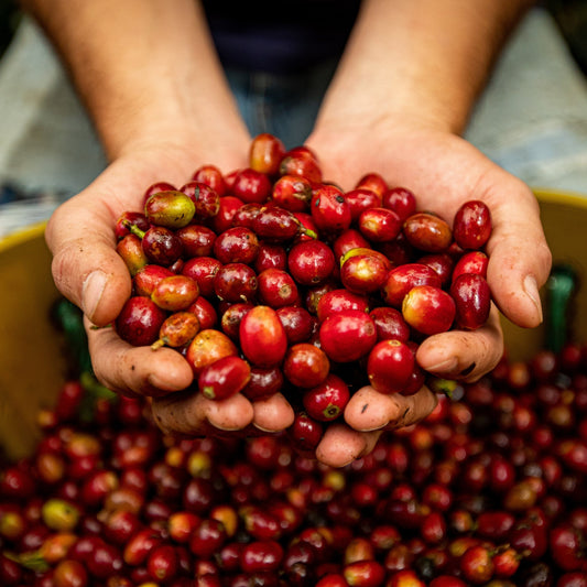 valle del cauca ruta del cafe